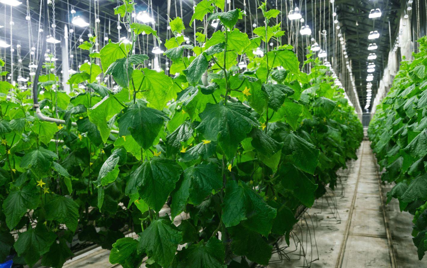 plant growing - проектирование освещения от компании Световые Технологии