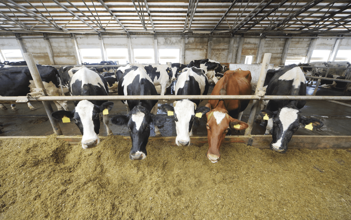animal husbandry - проектирование освещения от компании Световые Технологии